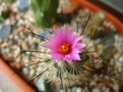 Turbinicarpus viereckii (altoit)