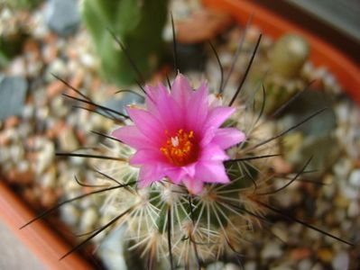 Turbinicarpus viereckii (altoit)