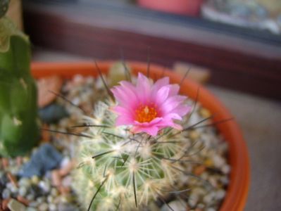 Turbinicarpus viereckii (altoit)