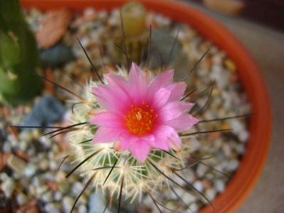 Turbinicarpus viereckii (altoit)