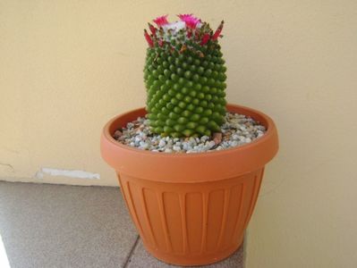 Mammillaria polythele cv. Stachellos