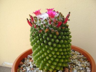 Mammillaria polythele cv. Stachellos