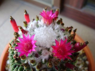 Mammillaria polythele cv. Stachellos