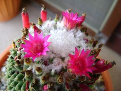 Mammillaria polythele cv. Stachellos