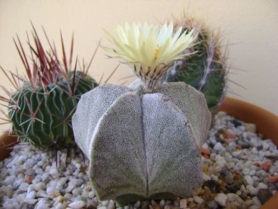 Astrophytum coahuilense