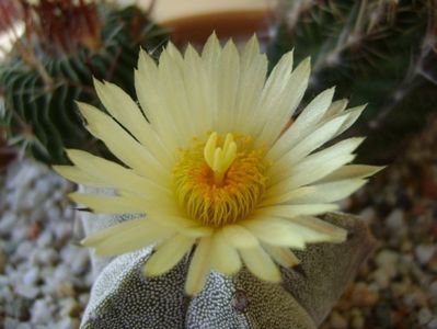 Astrophytum coahuilense