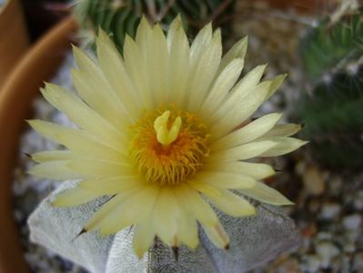 Astrophytum coahuilense