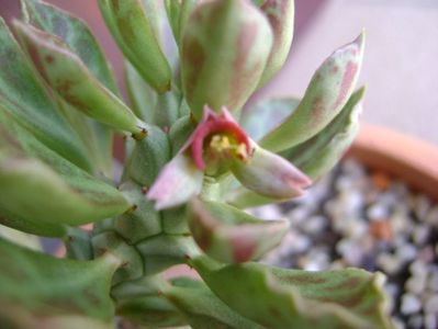 Monadenium guentheri