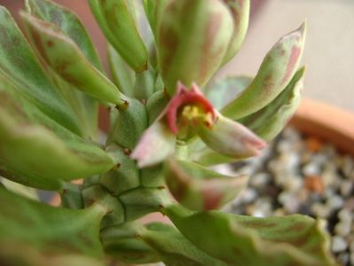 Monadenium guentheri