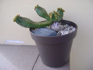 Euphorbia tubiglans