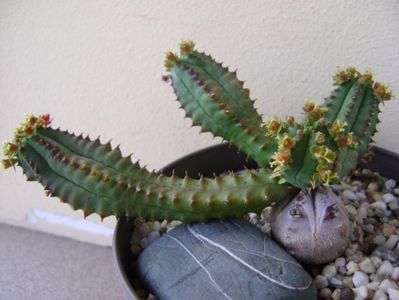 Euphorbia tubiglans