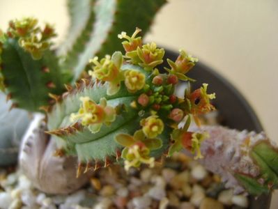 Euphorbia tubiglans