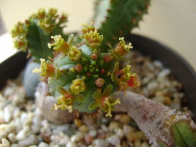 Euphorbia tubiglans