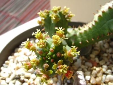 Euphorbia tubiglans