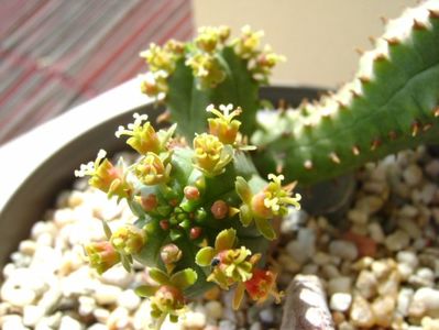 Euphorbia tubiglans