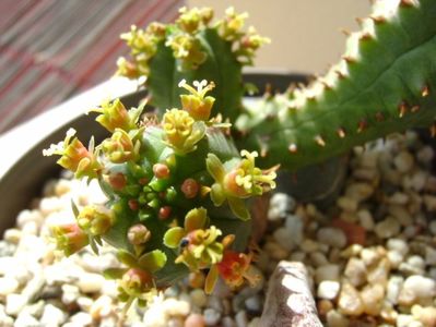 Euphorbia tubiglans