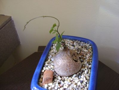 Dioscorea elephantipes ciugulita de pasari; 21 sept. 2017
