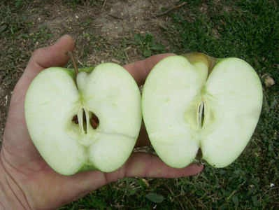 Măr Medoc 6; Măr Medoc
