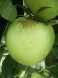Măr Medoc 2; Măr Medoc
