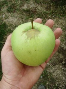Măr Medoc 3; Măr Medoc
