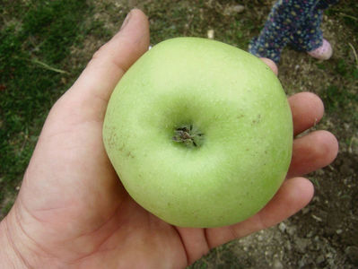 Măr Medoc 4; Măr Medoc
