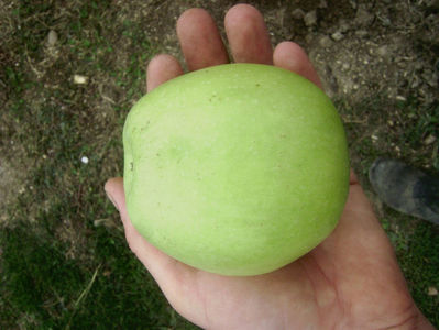 Măr Medoc 5; Măr Medoc
