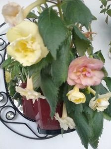 Yellow english rose