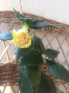 Nr.2=Yellow English Rose