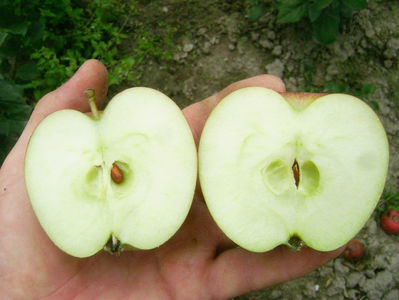 Măr B 6; Măr B
