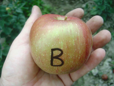 Măr B; Măr B
