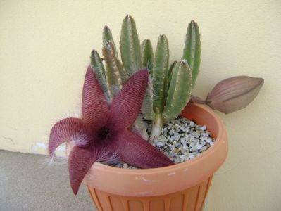 Stapelia grandiflora