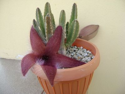 Stapelia grandiflora