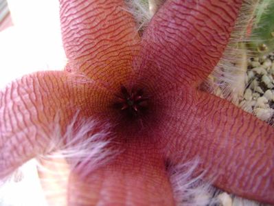 Stapelia grandiflora