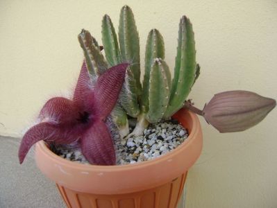 Stapelia grandiflora