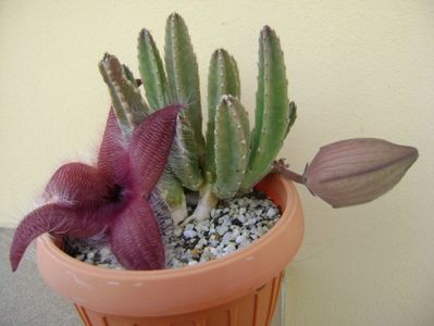 Stapelia grandiflora