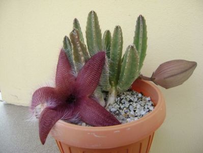 Stapelia grandiflora