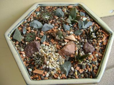 Grup de 7 Ariocarpus; Ario. fissuratus
Ario. fissuratus v hintonii
Ario. retusus v panarottoy
Ario. kotschoubeyanus v macdowelii
Ario. kotschoubeyanus v albiflorus
Ario. kotschoubeyanus v elephantidens
Ario. agavoides
