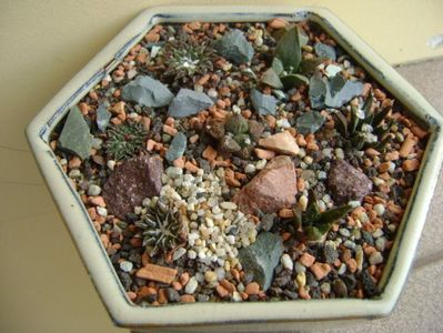 Grup de 7 Ariocarpus; Ario. fissuratus
Ario. fissuratus v hintonii
Ario. retusus v panarottoy
Ario. kotschoubeyanus v macdowelii
Ario. kotschoubeyanus v albiflorus
Ario. kotschoubeyanus v elephantidens
Ario. agavoides
