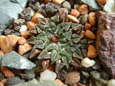 Ariocarpus kotschoubeyanus v. albiflorus