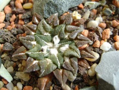 Ariocarpus kotschoubeyanus v. macdowelii