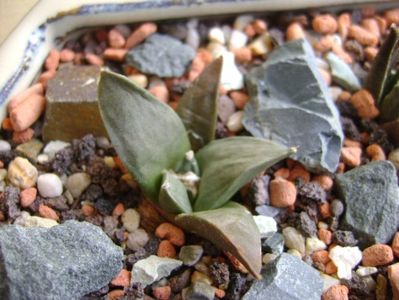 Ariocarpus retusus v. panarottoy