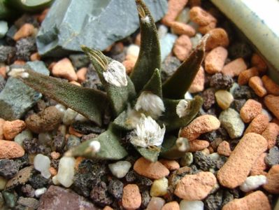 Ariocarpus agavoides