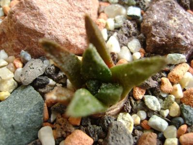Ariocarpus fissuratus v. hintonii