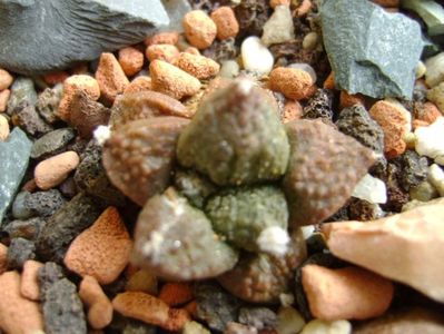 Ariocarpus fissuratus