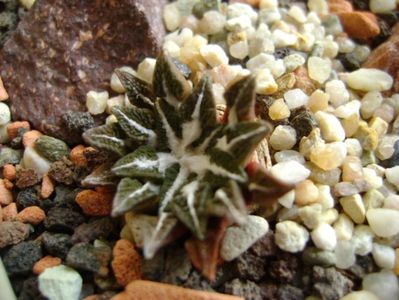 Ariocarpus kotschoubeyanus v. elephantidens