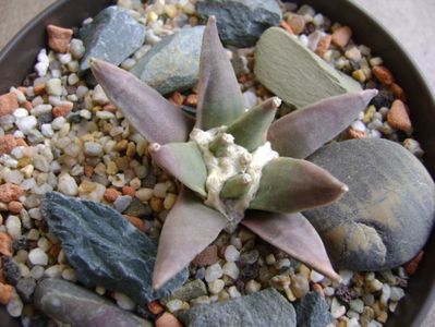 Ariocarpus retusus