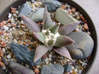 Ariocarpus retusus