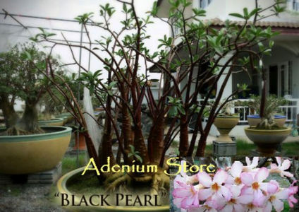 adenium black pearl