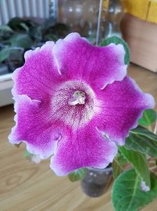 Tigrina Ciclam
