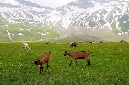 Iedute Alpine la pascut cu vacile